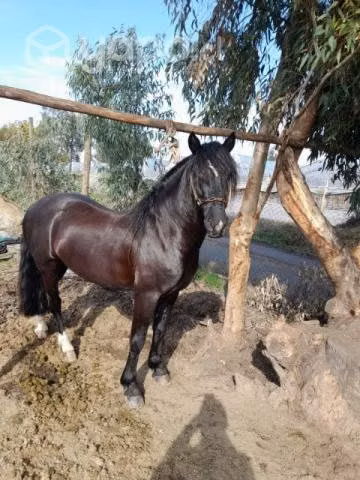 Potranca 7 meses