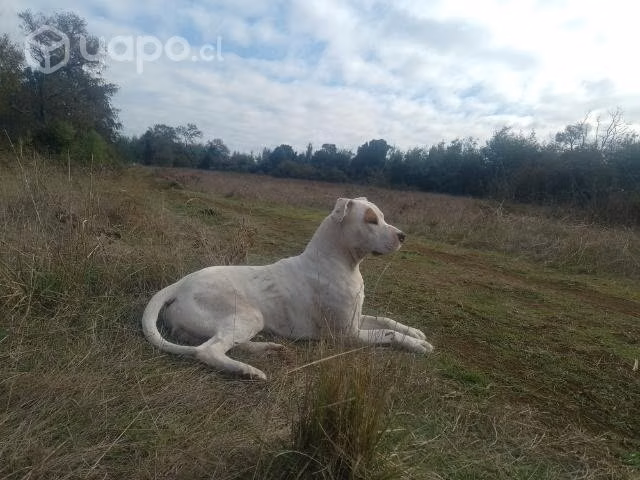Perro pitbull mentiso con dogo argentino