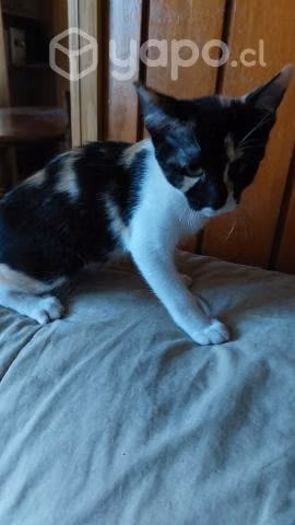 Buscan hogar gatitas de 4 meses esterilizadas - Imagen 3
