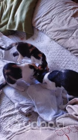 Buscan hogar gatitas de 4 meses esterilizadas