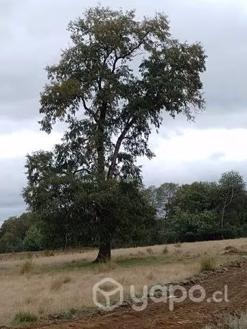 Parcela en Loncoche, ruta Loncoche-Calafquén - Imagen 7