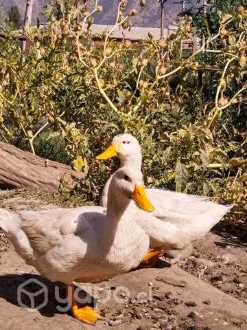 Patos de campo - Imagen 2