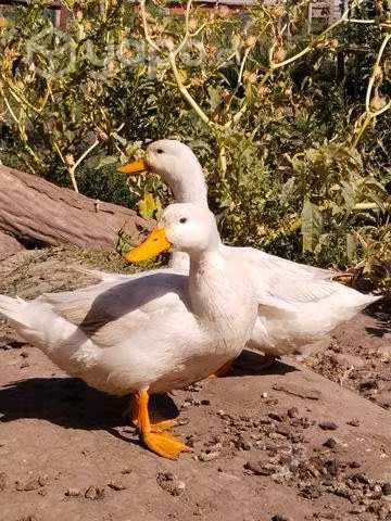 Patos de campo