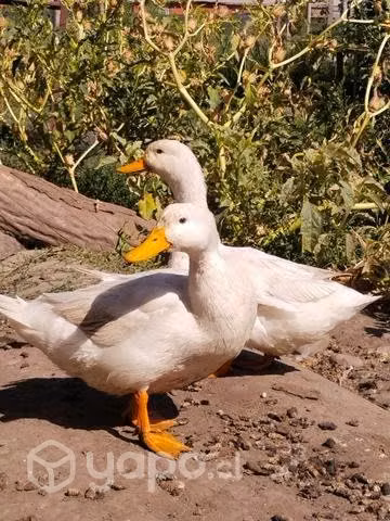 Patos de campo - Imagen 4
