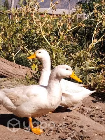 Patos de campo - Imagen 3