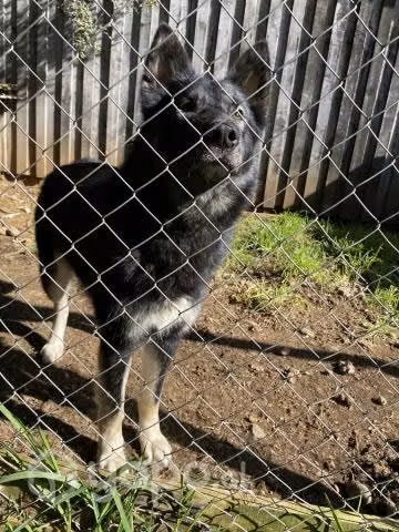 Perrita Husky Siberiano busca novio
