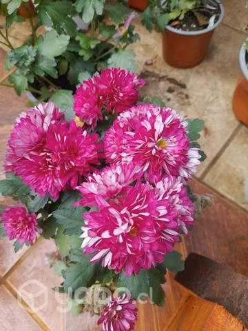 Plantas para adornar patio