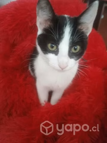 Gatitas en adopcion