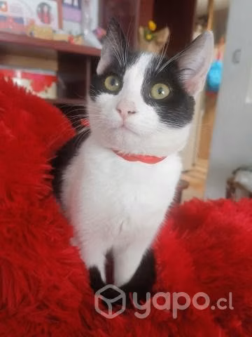 Gatitas en adopcion