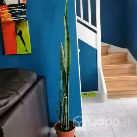 Sansevieria