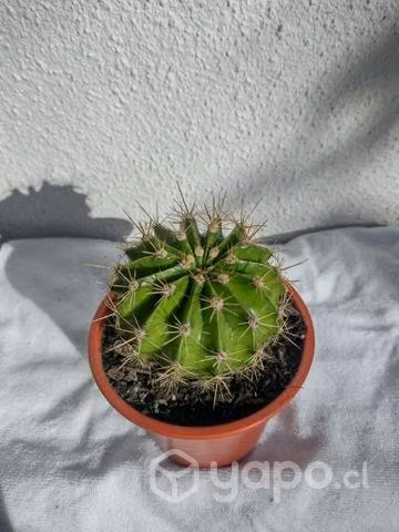 Planta Cáctus - Imagen 3
