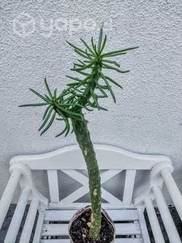 Planta Cáctus - Imagen 2