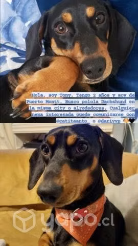 Busco polola Dachshund