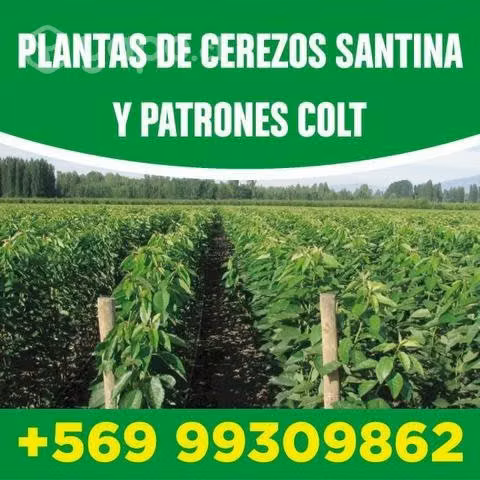 Cerezos Santina ( plantas)