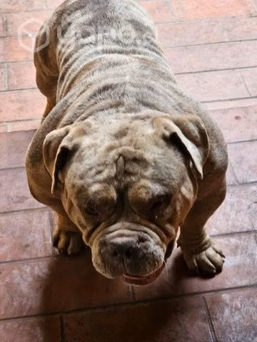 American bully