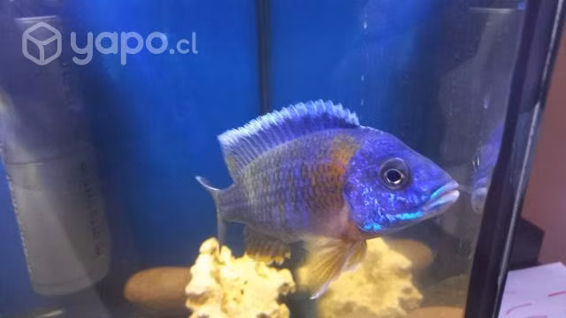 Ciclidos Africanos (V)