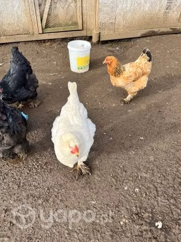 Gallinas y pollos brahama