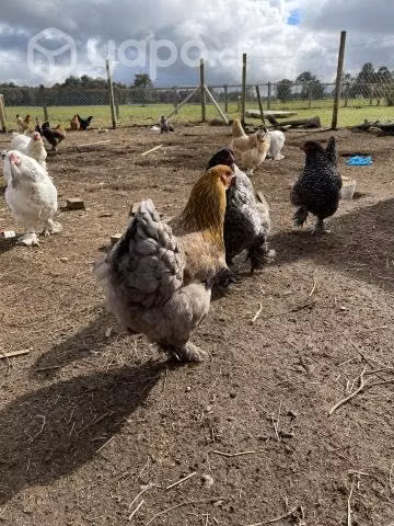 Gallinas y pollos brahama