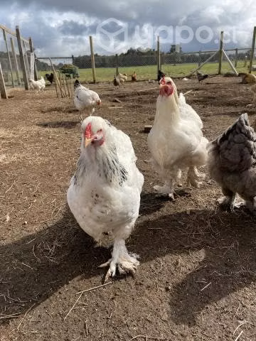 Gallinas y pollos brahama