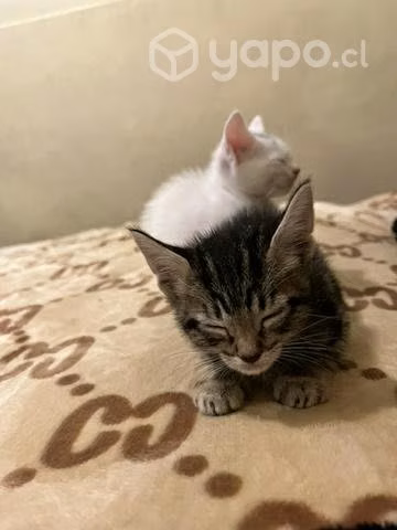 Se regalan gatitos - Imagen 2