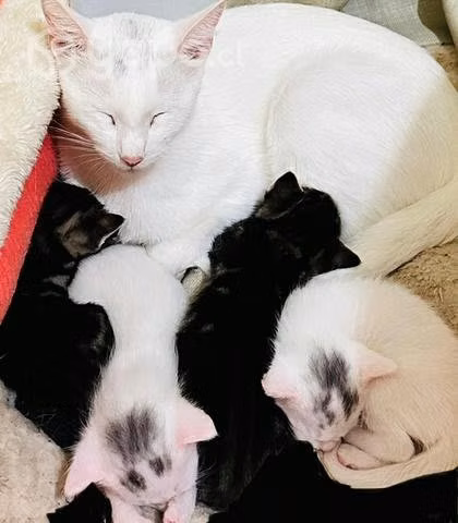 Se regalan gatitos