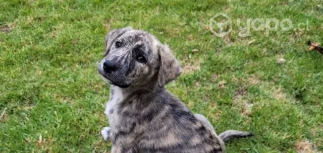 Se regala cachorrita - Imagen 2