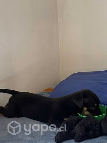 Regalo perrita de 1 mes - Imagen 2