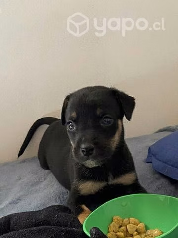 Regalo perrita de 1 mes