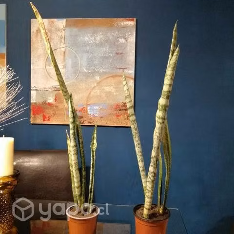 Sansevieria