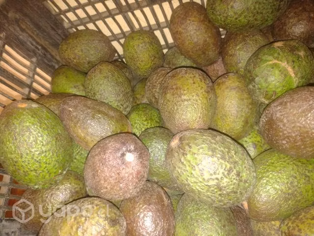 Paltas kilo