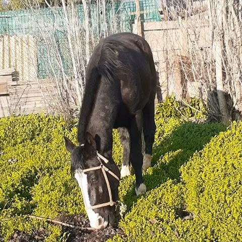 Caballo