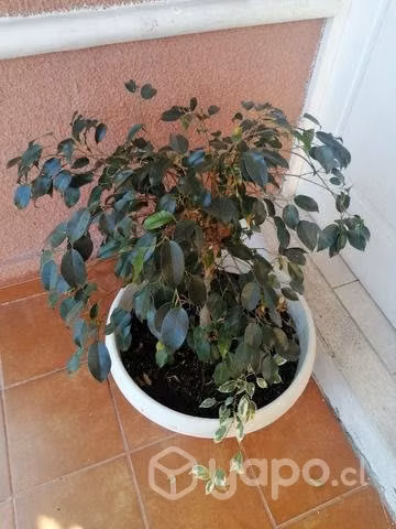 Ficus doble