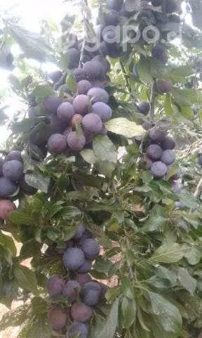 arbolitos de ciruela negra cuesco suelto