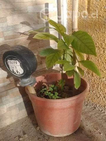 Plantas
