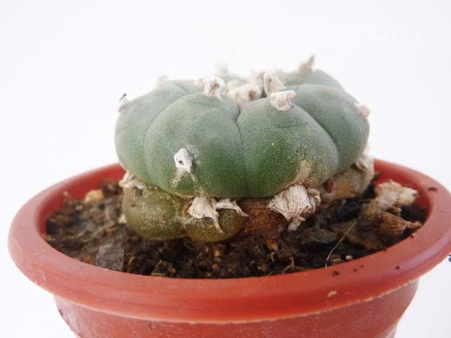 Cactus Lophophora - Imagen 3