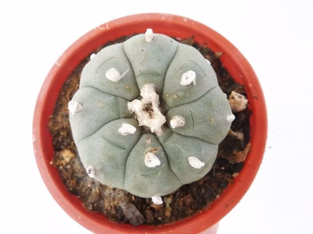 Cactus Lophophora