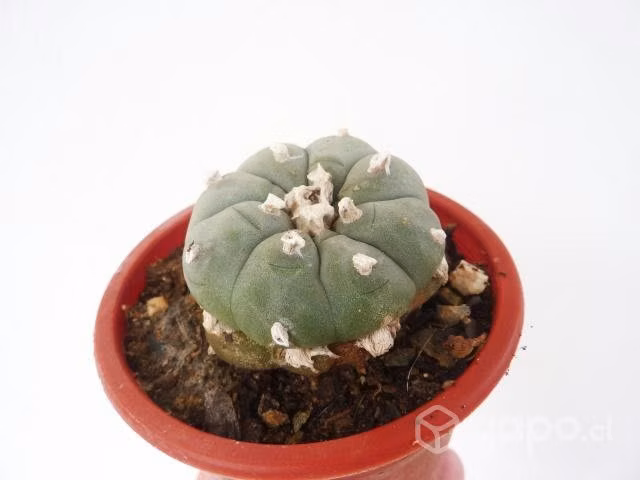 Cactus Lophophora - Imagen 2