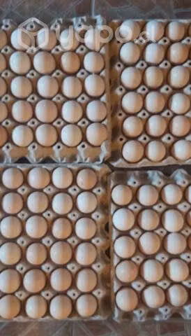 Huevos fértiles pollos de Engonda Brolier Cobb 500