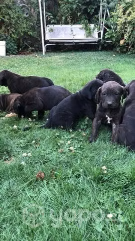 Adopcion fila brasilero