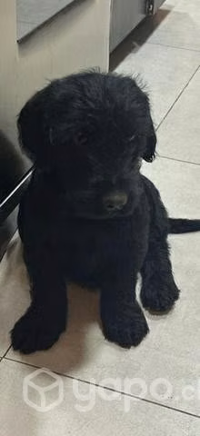 Cachorros Adopción