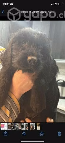 Cachorros Adopción