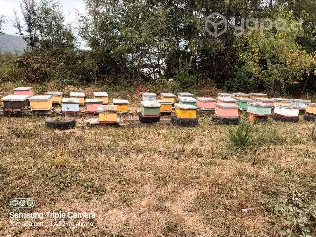 Miel pura de abejas