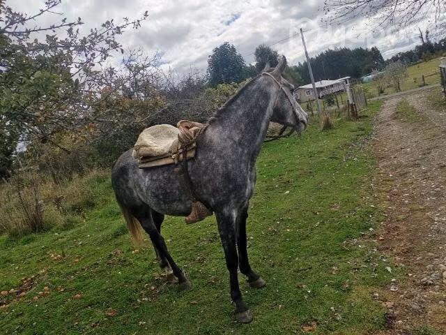 Caballito campero