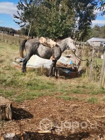 Caballito campero - Imagen 4