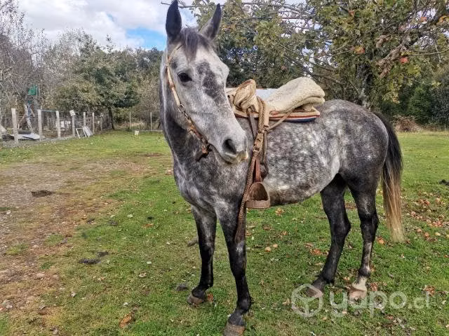 Caballito campero - Imagen 2
