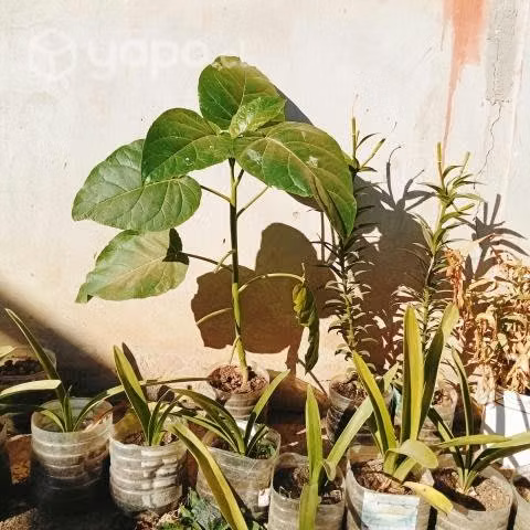 Tómate de árbol