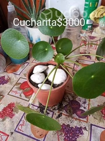 Plantas