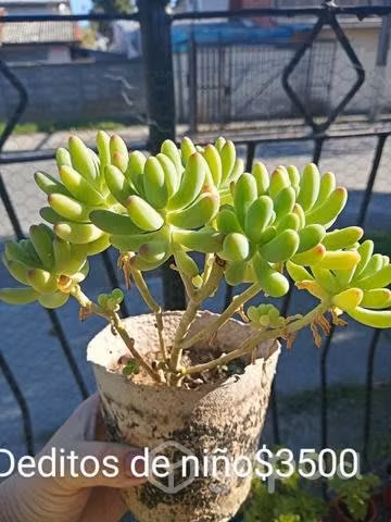 Plantas
