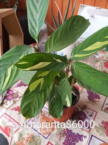 Plantas