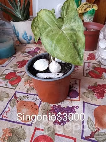 Plantas